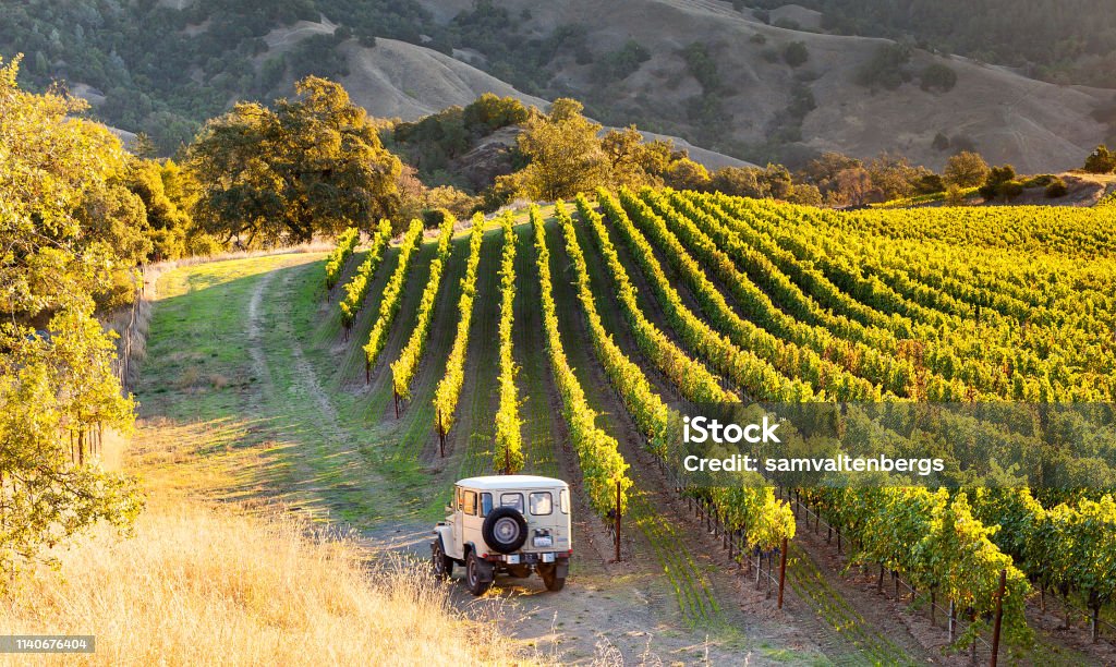 Sonoma County Vineyards A picturesque morning on Alexander Mountain checking vineyards during the 2018 harvest. Alexander Mountain is on the eastern side of the Alexander Valley appellation, between Healdsburg and Geyserville in Sonoma County. California Stock Photo