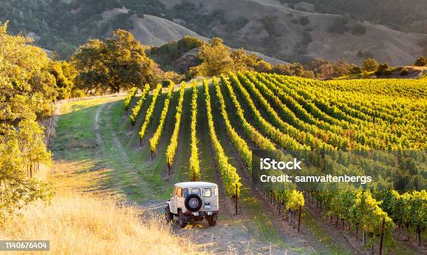 Sonoma County Vineyards Stock Photo - Download Image Now - California, Vineyard, Healdsburg