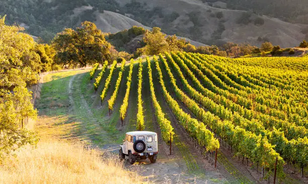 Photo of Sonoma County Vineyards