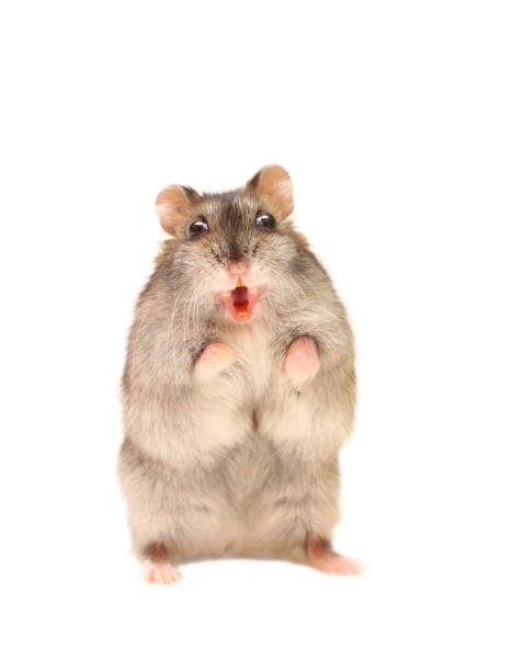 Pet Hamster with open mouth stock photo