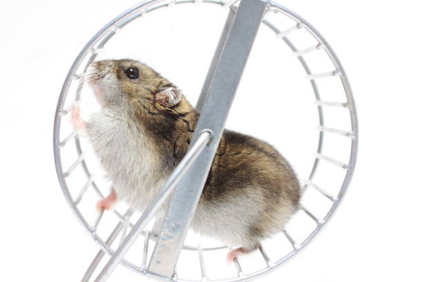 Running pet hamster in a wheel stock photo