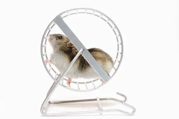 Small animal hamster runs in the wheel on a white background.