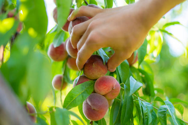 istock farmer hand picking fruit from the tree on a summer day 1140679254