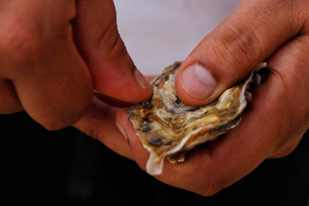 素手でカキの剥き - prepared oysters prepared shellfish shucked seafood ストックフォトと画像