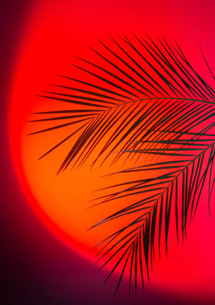 istock Palm branches arrangement backlit with proton purple and red 1140682933