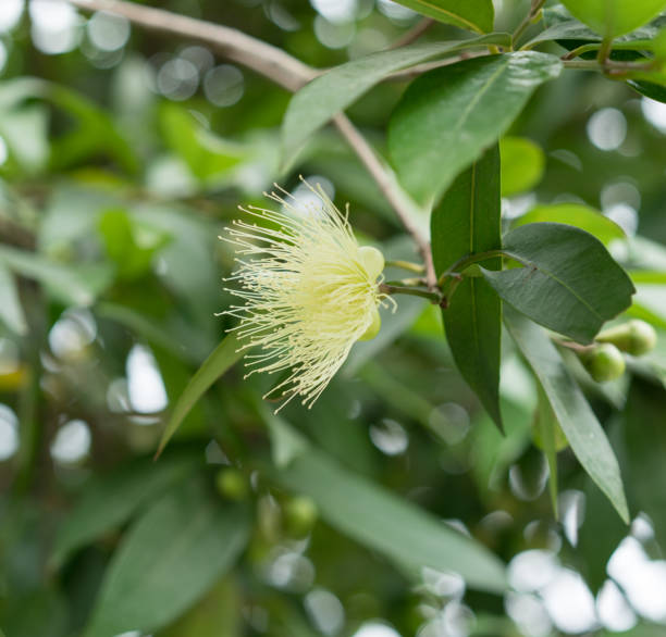 istock Syzygium jambos (Scientific name : Syzygium jambos (L.) Alston) 1140683898