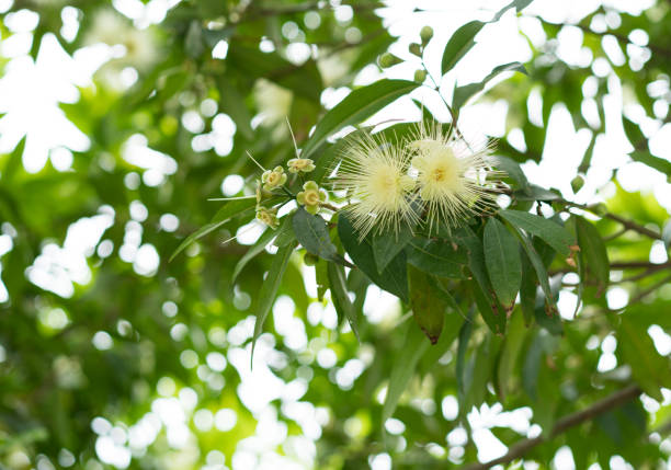 Syzygium jambos (Scientific name : Syzygium jambos (L.) Alston) Syzygium jambos (Scientific name : Syzygium jambos (L.) Alston) syzygium jambos stock pictures, royalty-free photos & images