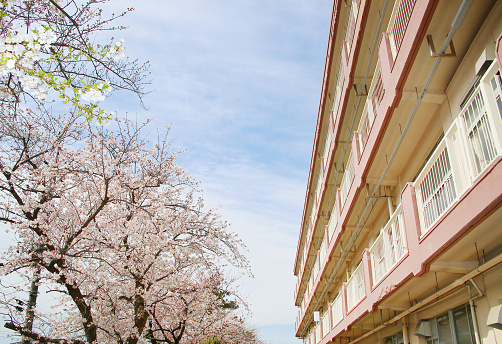 It is a pink building and cherry trees in full blossom.