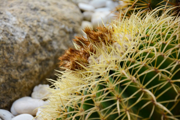 istock Golden barrel cactus or Echinocactus grusonii Hildm, this is the desert tree which were many thorns , its body look like the green ball and brown flower 1140691198