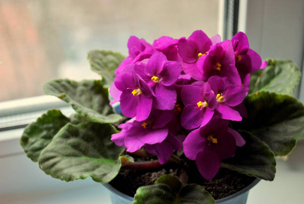 istock Flowering indoor violets 1140693955