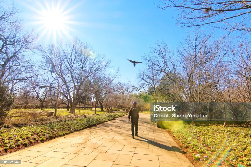 Dallas Arboretum and Botanical Gardens with blue sky on a sunny day. A man walking through and a bird flying around. A man walking through and a bird flying around Dallas - Texas Stock Photo