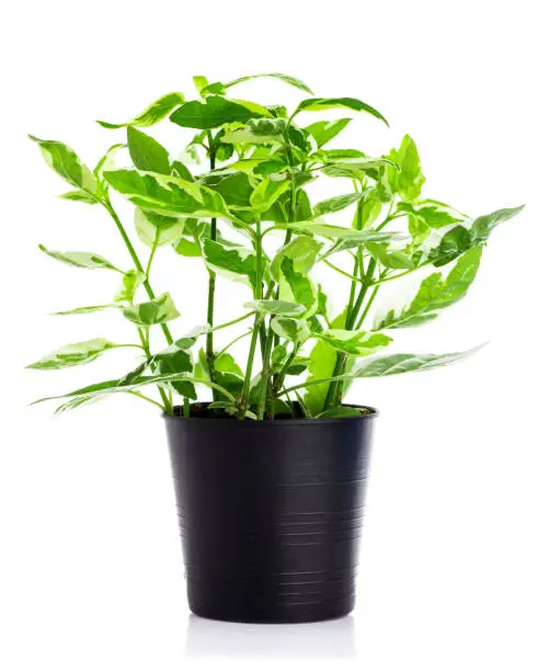 Plant in pot isolated on white background.