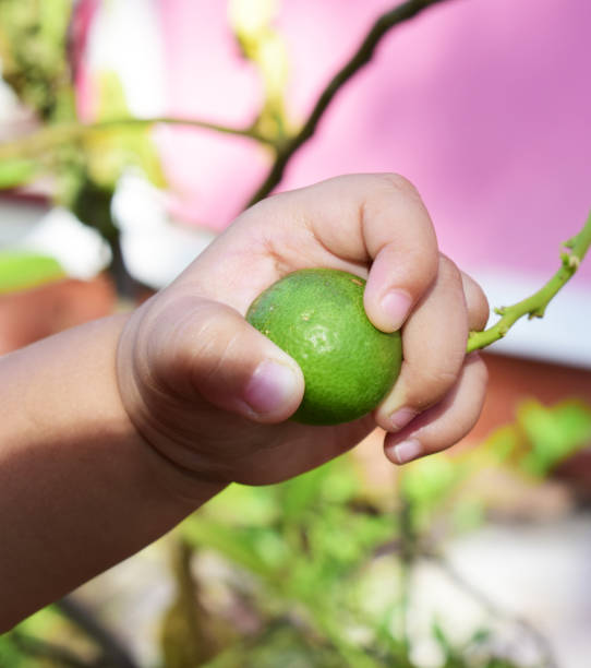 istock 1 year old boy caught fruit 1140695500