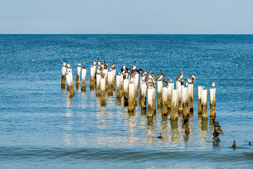 Naples Florida old pier pilings in gulf of Mexico with wooden jetty many birds pelicans and cormorants by ocean on beach