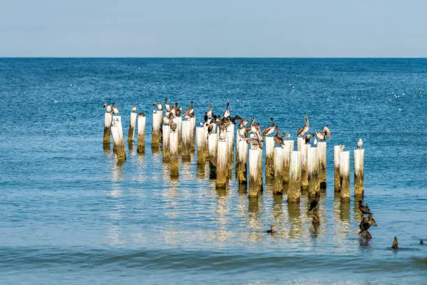 Photo of Naples Florida old pier pilings in gulf of Mexico with wooden jetty many birds pelicans and cormorants by ocean on beach