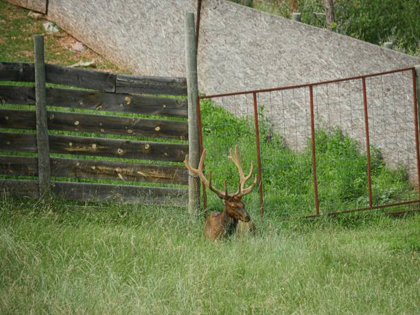 istock Flock of deer images 1140696488