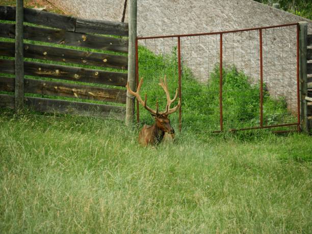 istock Flock of deer images 1140696531