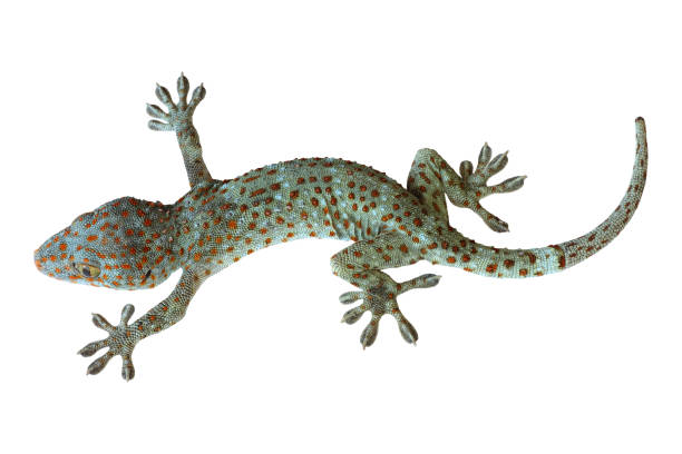 istock tropical asian gecko isolated on white background 1140697116