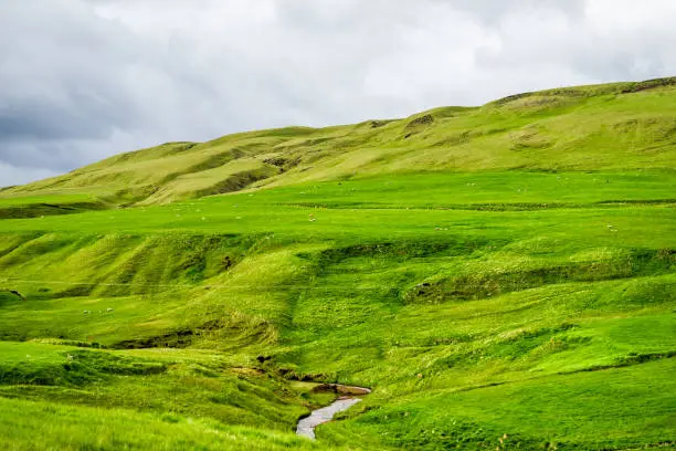 Icelandic sheep grazing on green vibrant meadow pasture field with hill mountain in Iceland summer and river