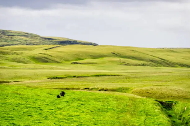 Icelandic blakc sheep grazing on green vibrant meadow pasture field with hill mountain in Iceland summer and ridge canal