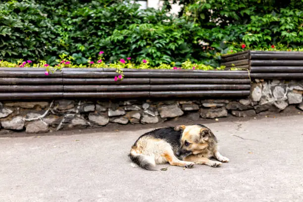 Homeless sad abandoned stray dog mutt lying down on sidewalk pavement sleeping in Rivne, Ukraine street