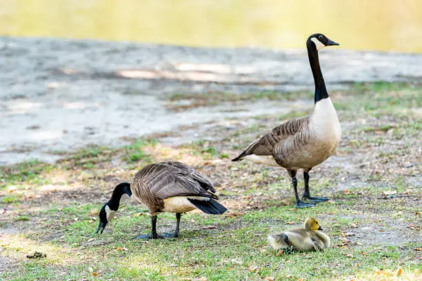 Family goose parents with baby gosling bird chick on lawn grass eating grazing grass plants cute adorable wildlife animals