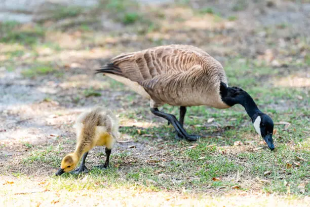 Family goose mother with baby gosling bird chick on lawn grass eating grazing grass plants cute adorable wildlife animals