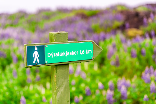 Colorful blue and purple lupine flowers in Iceland bokeh blurred background and trail hiking sign for Dyralaekjasker and kilometers
