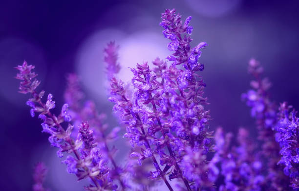istock Etherael close-up of sage flowers on a bright pastel bokeh background 1140697371