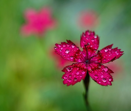 Close-up of a maiden pink Dianthus deltoides flower covered in raindrops with red and green background