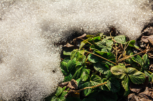 Spring heat warms the snow and opens overwintered strawberry bushes with green leaves