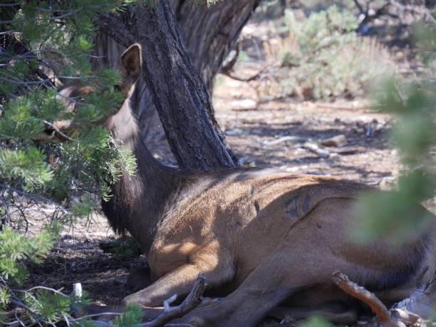Elk Behind An Elk At The Grand Canyon National Park Stock Photos, Pictures ...
