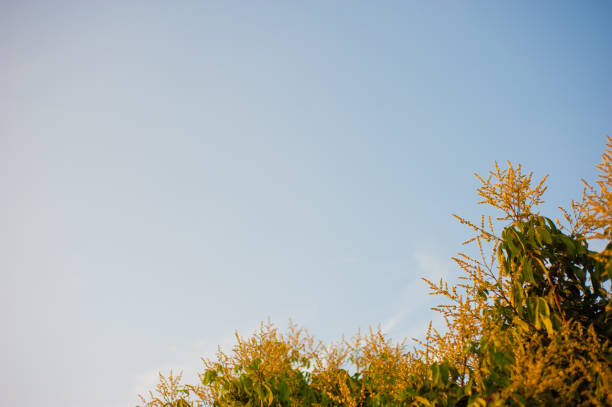 Longan flowers during pollination days in bright sky days.
