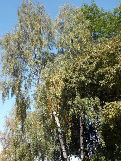 istock birch alley at autumn 1140703822