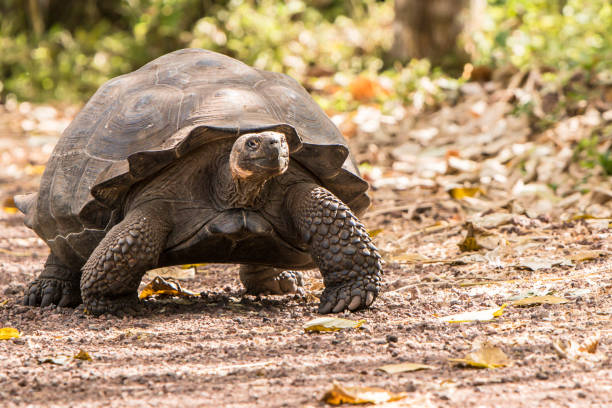 istock Giant tortoise endangered species walking slowly 1140704165
