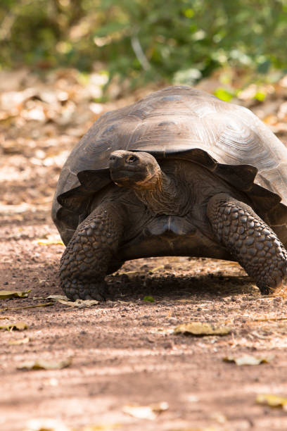 istock Giant tortoise endangered species walking slowly 1140704166