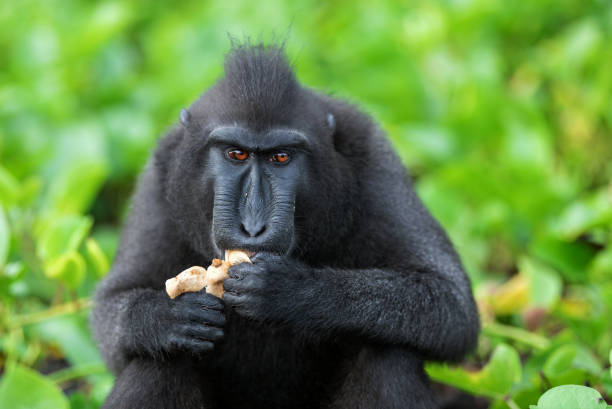 istock The Celebes crested macaque eating. 1140710307