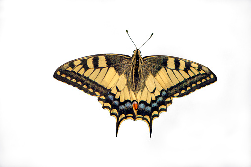 Wonderful butterfly Papilio machaon isolated on white background