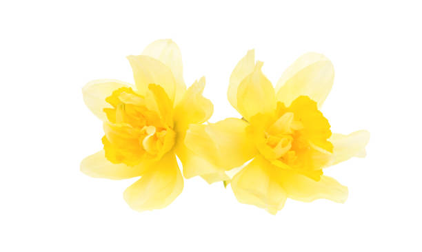 на белом выделены желтые нарциссы. - daffodil bouquet isolated on white petal стоковые фото и изображения