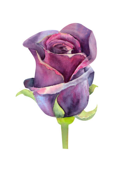 istock Dark rose, a closed Bud. Watercolor illustration. Clipart isolated on white background. Can be used for invitation, postcard, etc. 1140712253