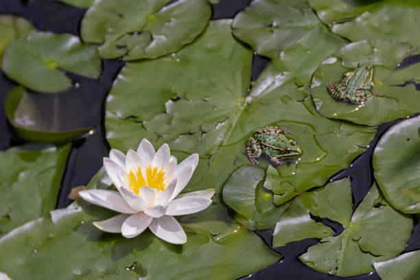 pond frogs and beautiful white water lily - frog water lily pond sunlight imagens e fotografias de stock