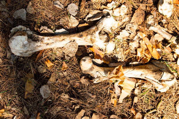 istock Bones of large animals in the forest 1140716723