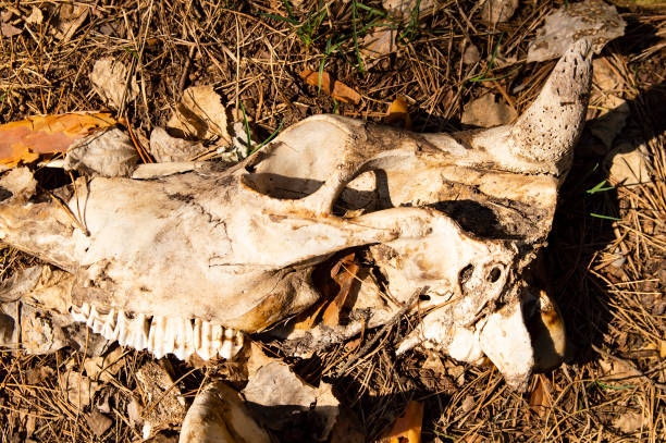 istock Bones of large animals in the forest 1140716743