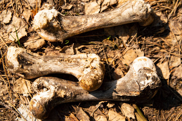istock Bones of large animals in the forest 1140716755