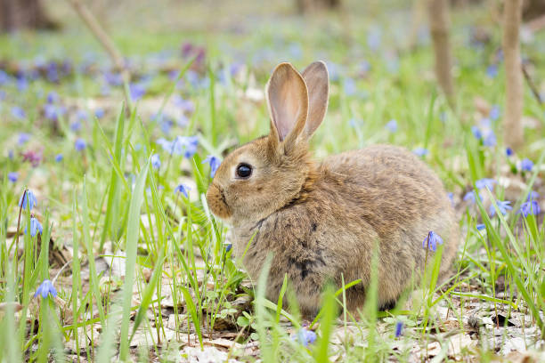 istock wild hare on a flowering meadow in spring. Easter Bunny in the flowering forest. 1140716992