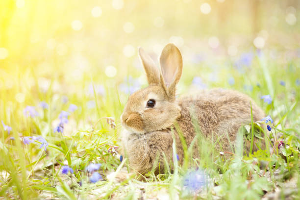 istock wild hare on a flowering meadow in spring. Easter Bunny in the flowering forest. 1140717022