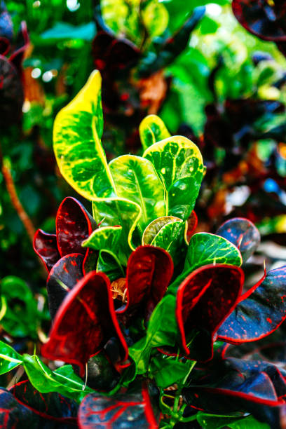 istock colorful nature in Thailand 1140717642