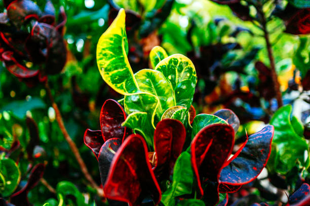 istock colorful nature in Thailand 1140718104