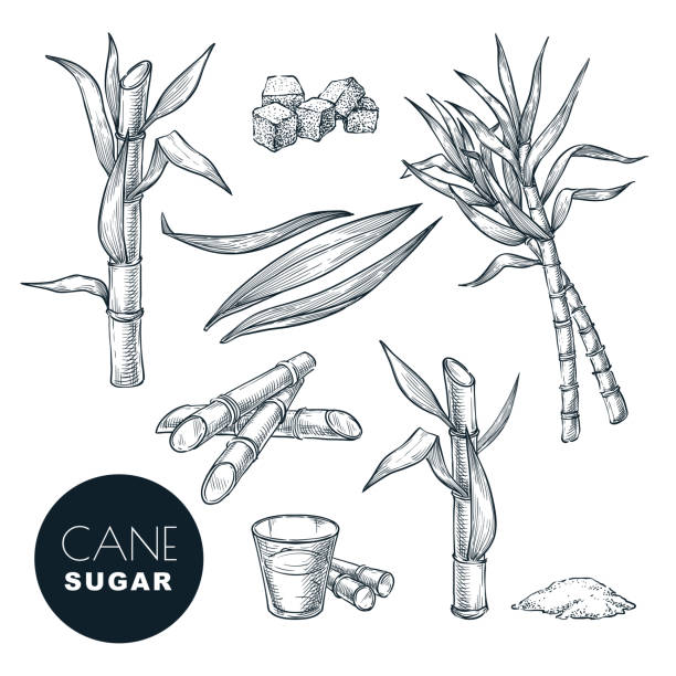 ilustrações, clipart, desenhos animados e ícones de planta e folhas do bastão de açúcar ilustração do vetor do esboço. adoçante orgânico natural. elementos isolados desenhados mão do projeto - açúcar