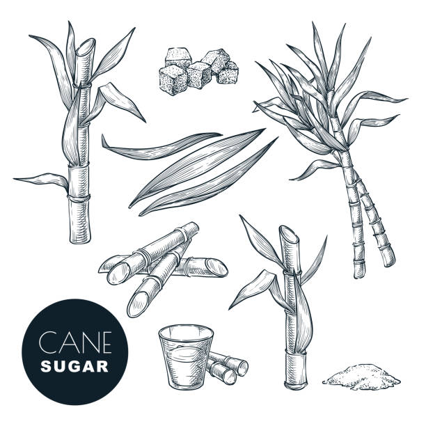 Sugar Cane Plant And Leaves Sketch Vector Illustration Natural Organic Sweetener Hand Drawn Isolated Design Elements Stock Illustration - Download Image Now - iStock Sugar Cane Plant And Leaves Sketch Vector Illustration Natural Organic Sweetener Hand Drawn Isolated Design Elements Stock Illustration - Download Image Now - iStock